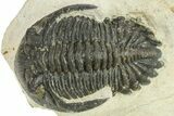 Bargain, Hollardops Trilobite Fossil - Ofaten, Morocco #287335-1